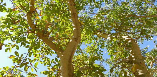 The History of California’s Walnuts