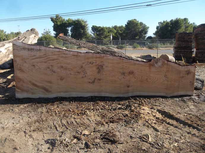 Cedar Slab CEDSLB03A