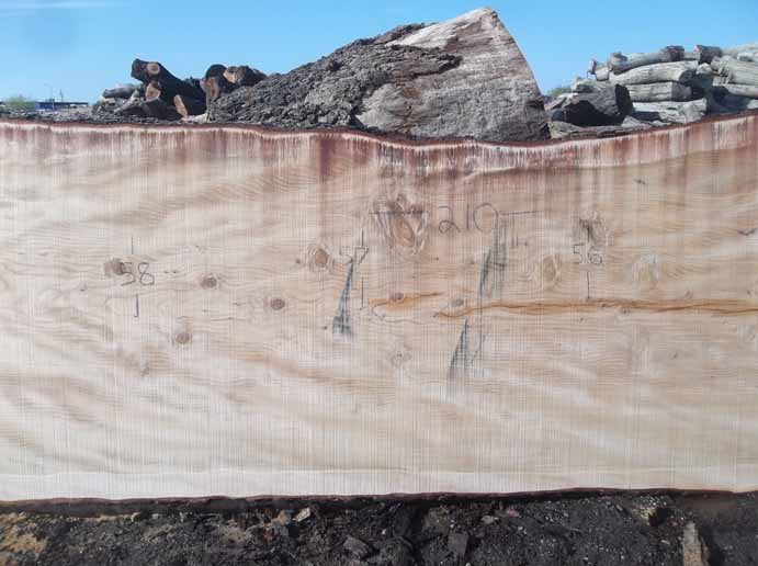 Cedar Slab CEDSLB03E