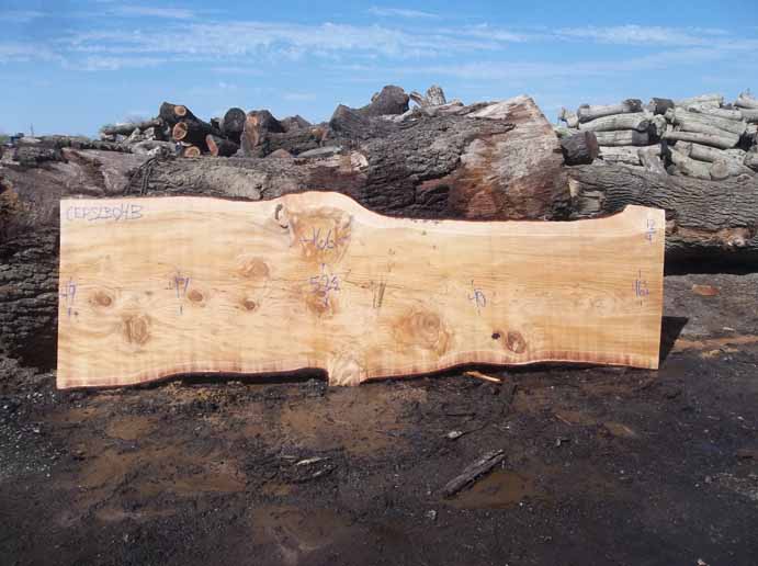 Cedar Slab CEDSLB04B