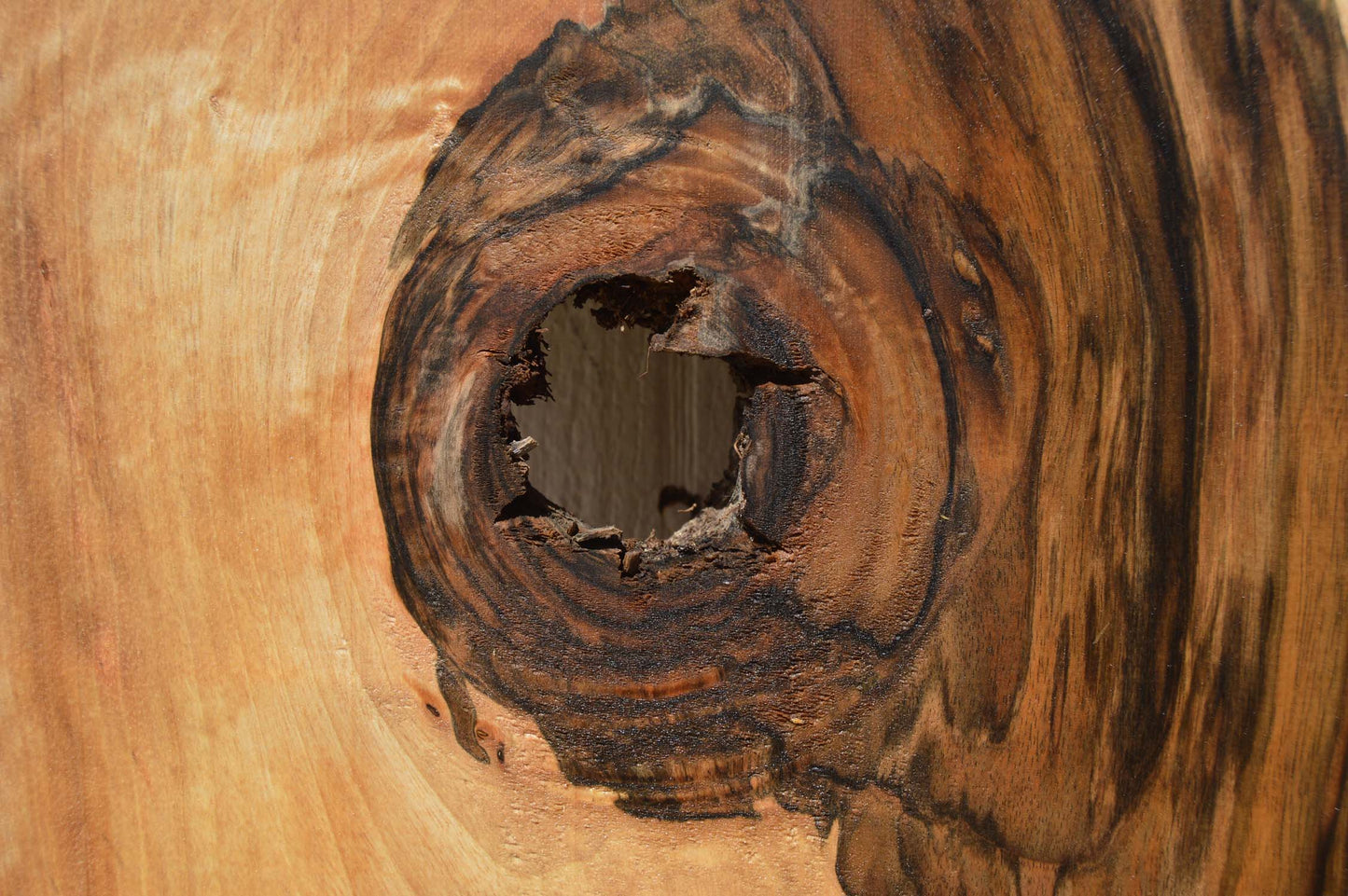 English Walnut Specialty Piece ENGSPC50