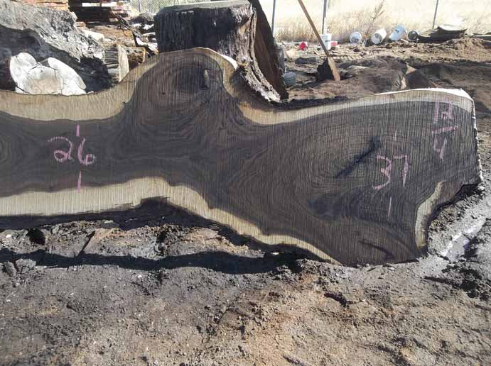 Walnut Slab WALSLB84A