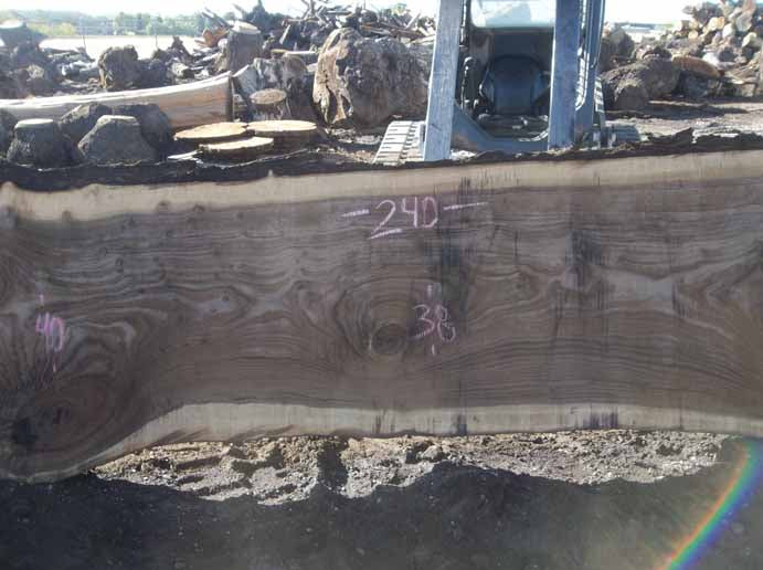 Walnut Slab WALSLB84B