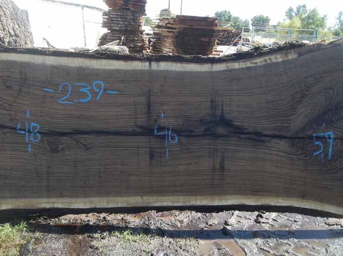 Walnut Slab WALSLB84F