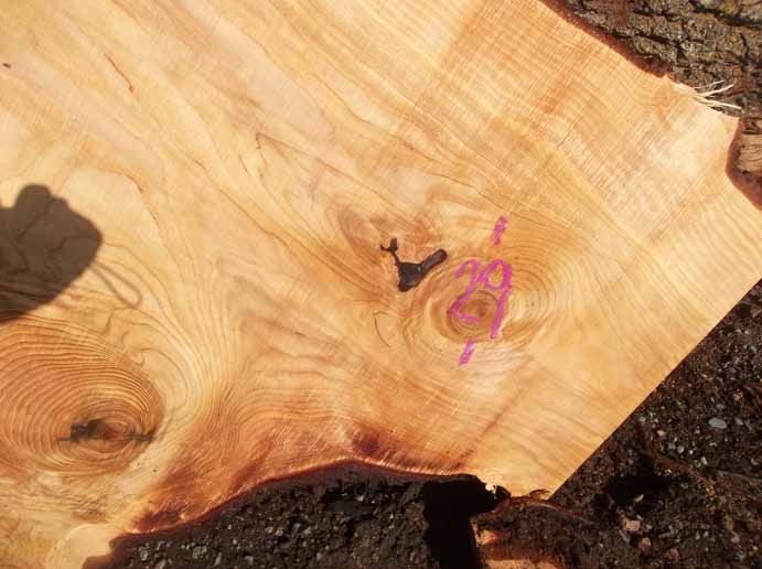 Cedar Slab CEDSLB03L