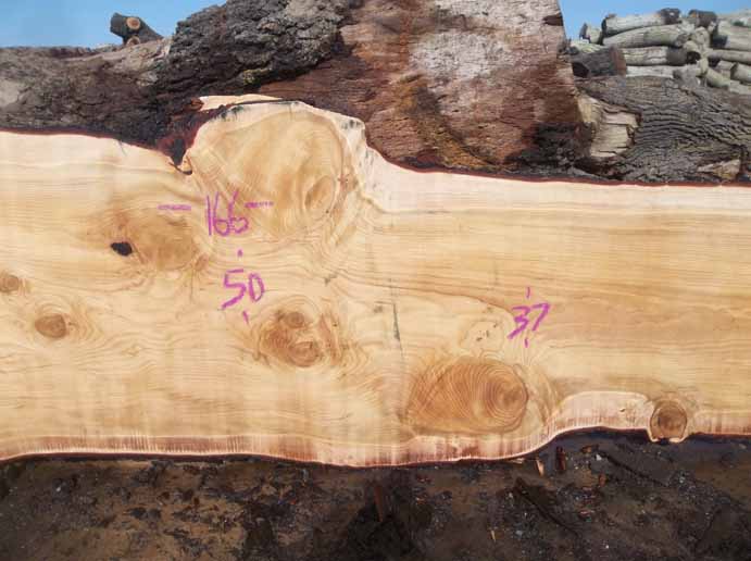 Cedar Slab CEDSLB04A