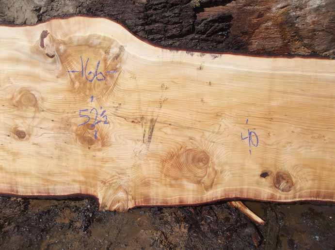 Cedar Slab CEDSLB04B