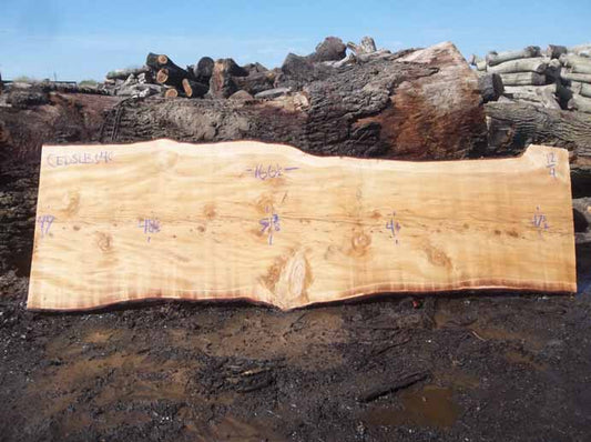 Cedar Slab CEDSLB04C