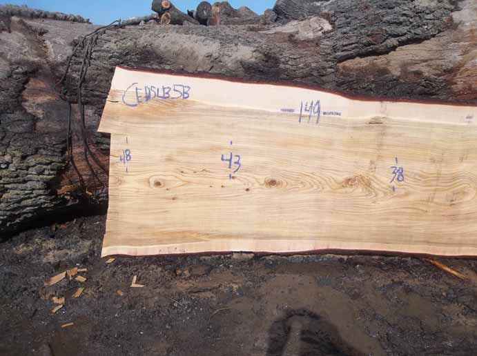 Cedar Slab CEDSLB5B