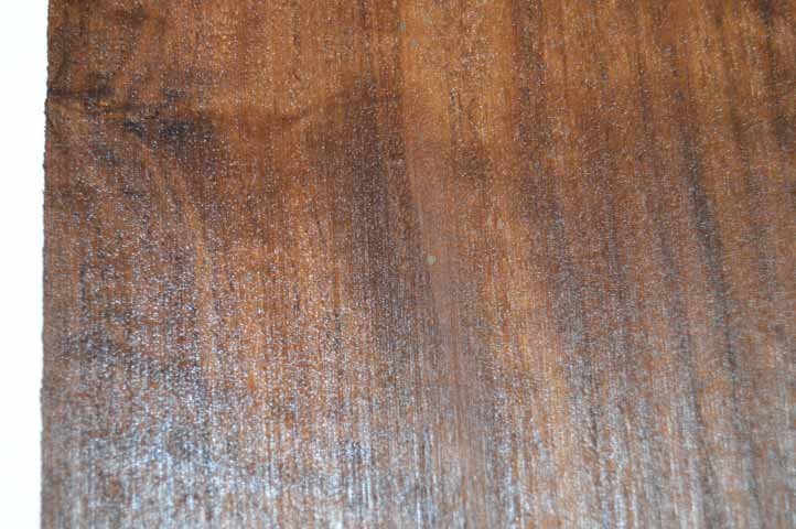 Claro Walnut Tonewood WALTON10