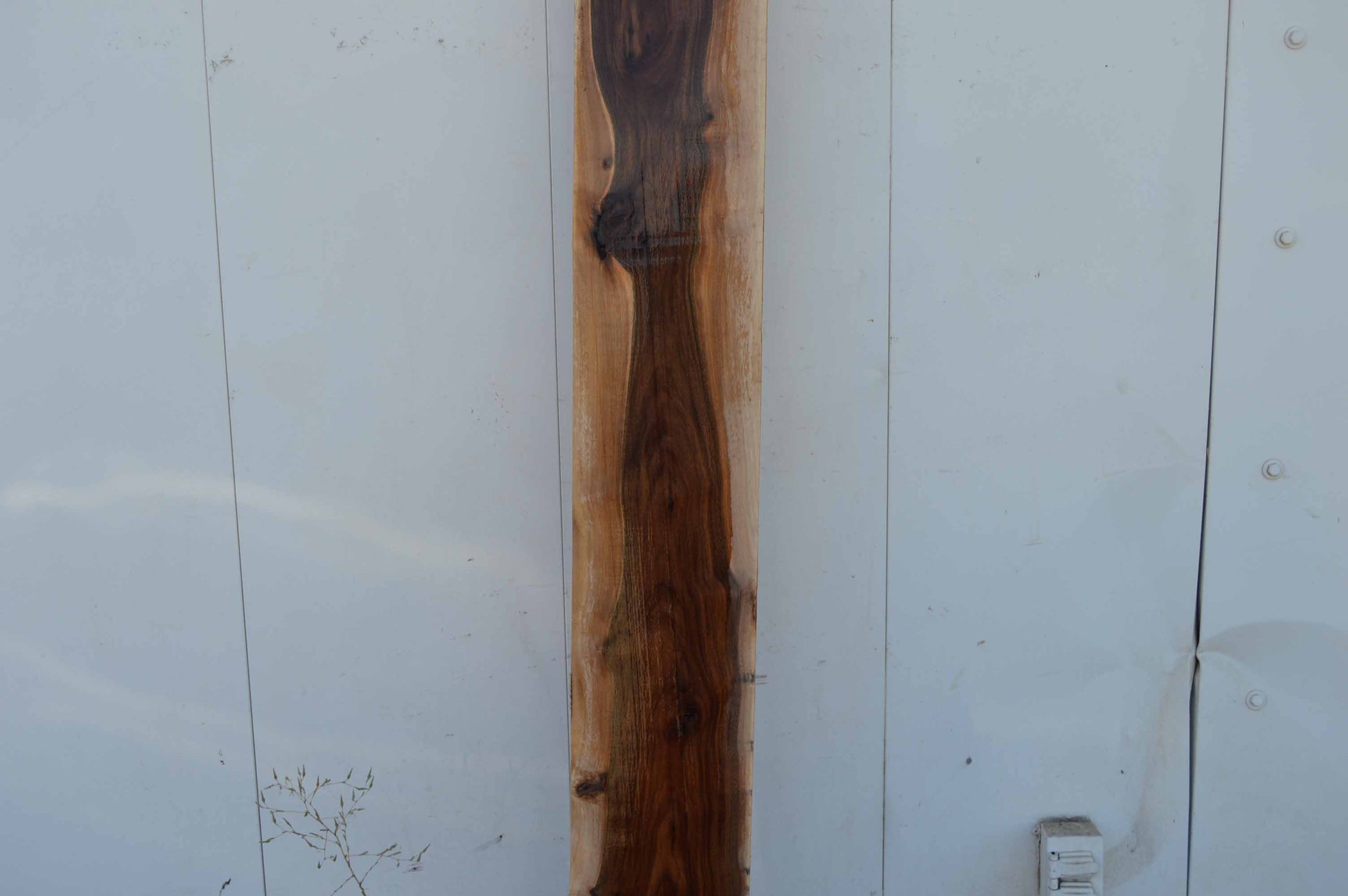 Amazing Figure Rustic Shelf Furniture Wonderful Color Walnut Lumber WALLMB104