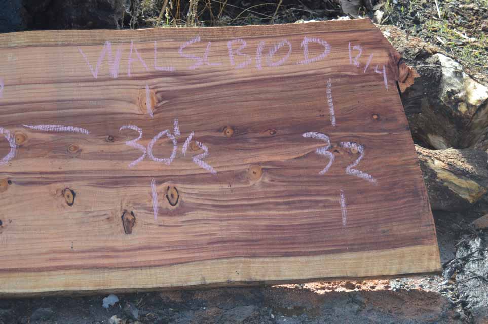 Redwood Slab REDSLB10D