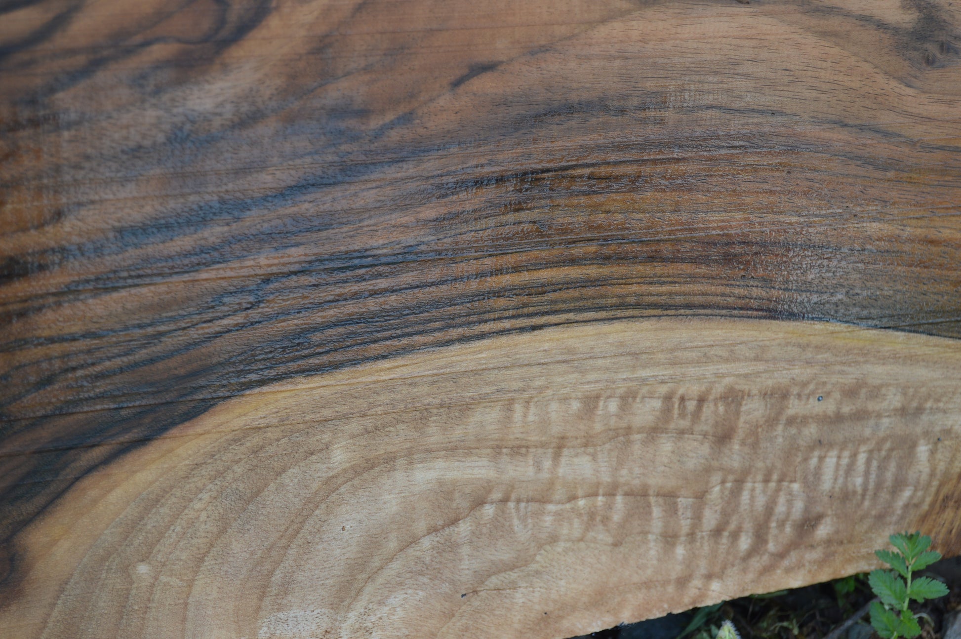 English Walnut Gunstock Blank ENGGUN42