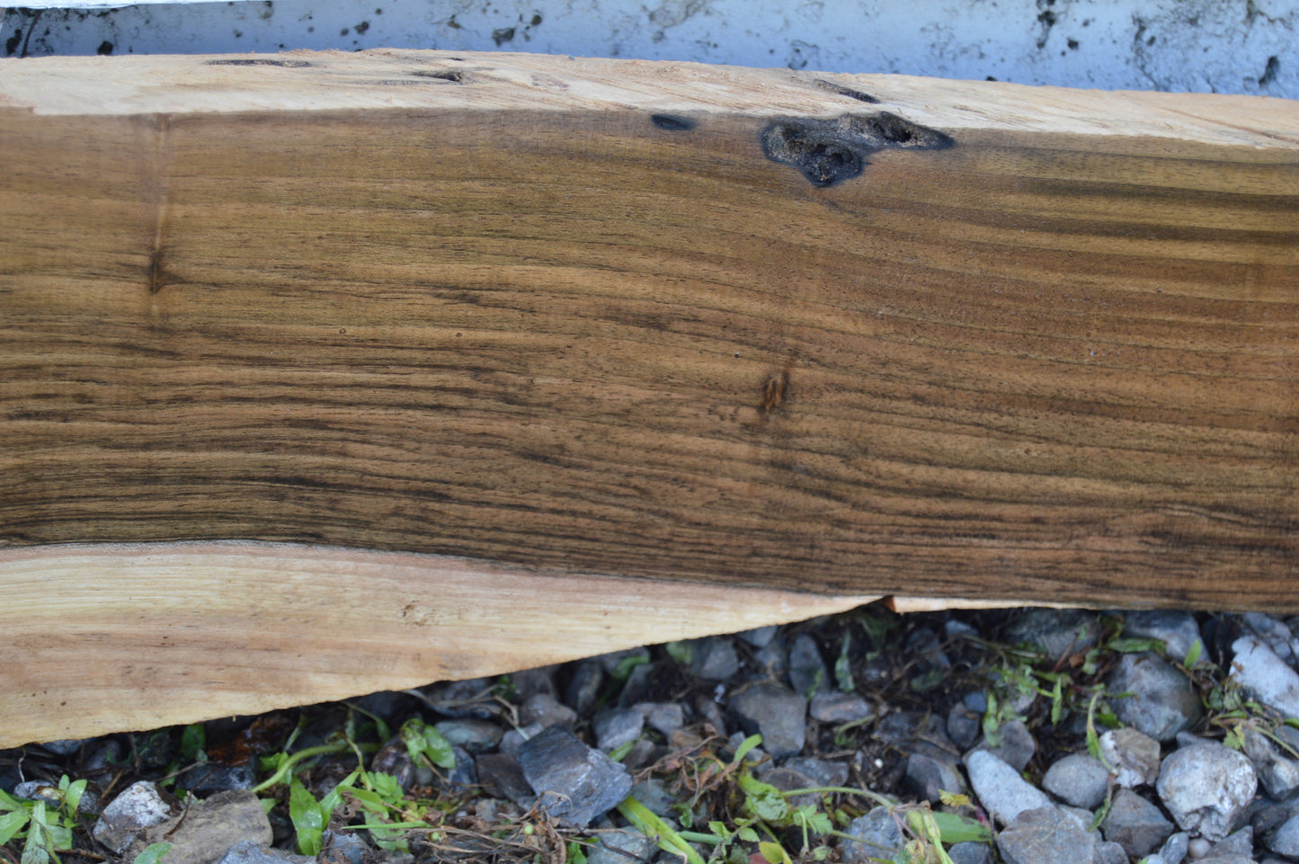 English Walnut Gunstock Blank ENGGUN43