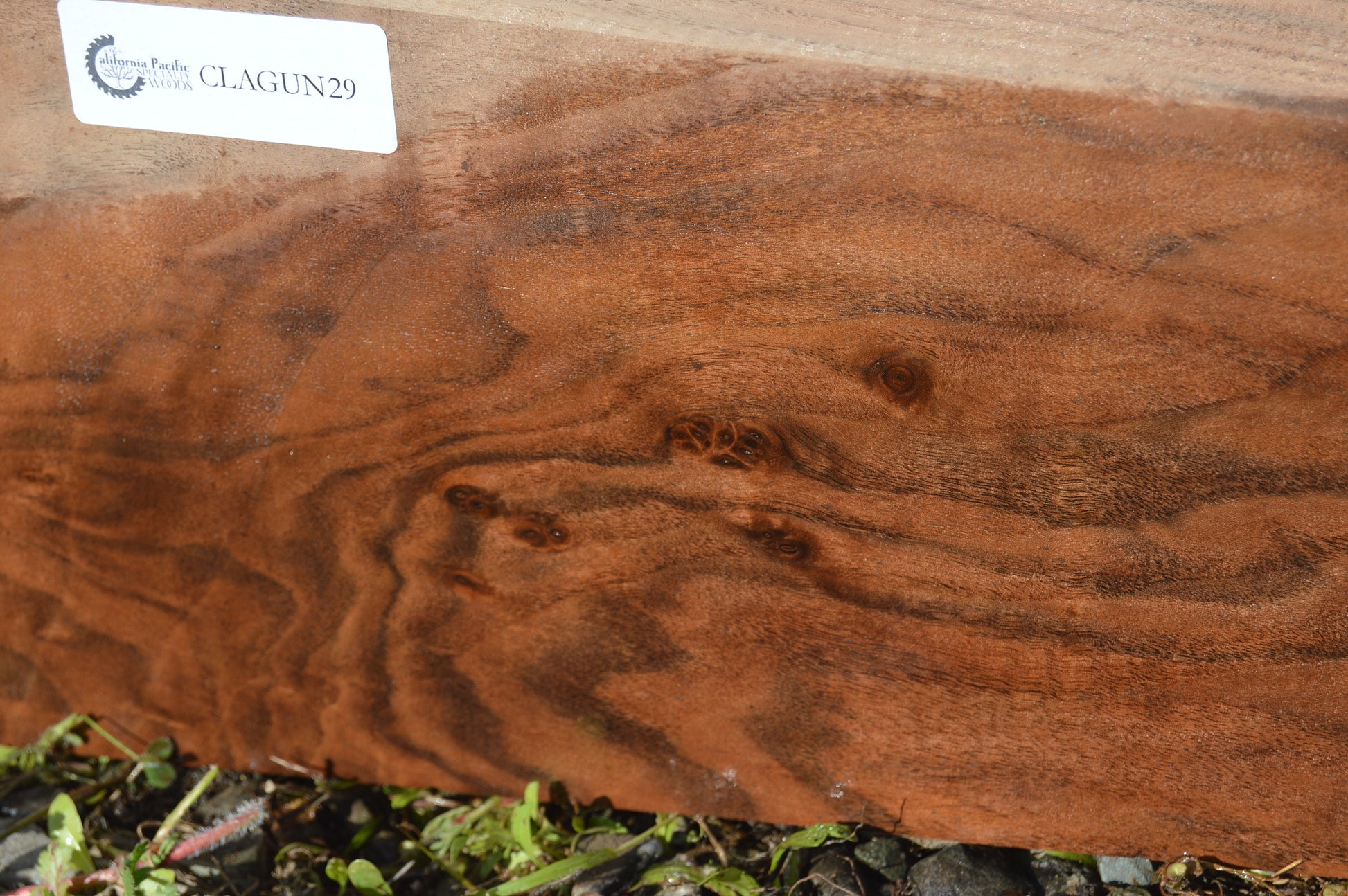 Claro Walnut Gunstock Blank CLAGUN29