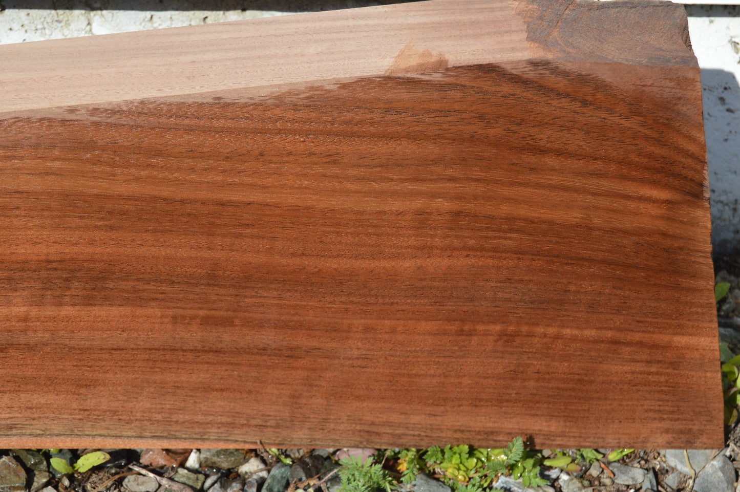 Claro Walnut Gunstock Blank CLAGUN31