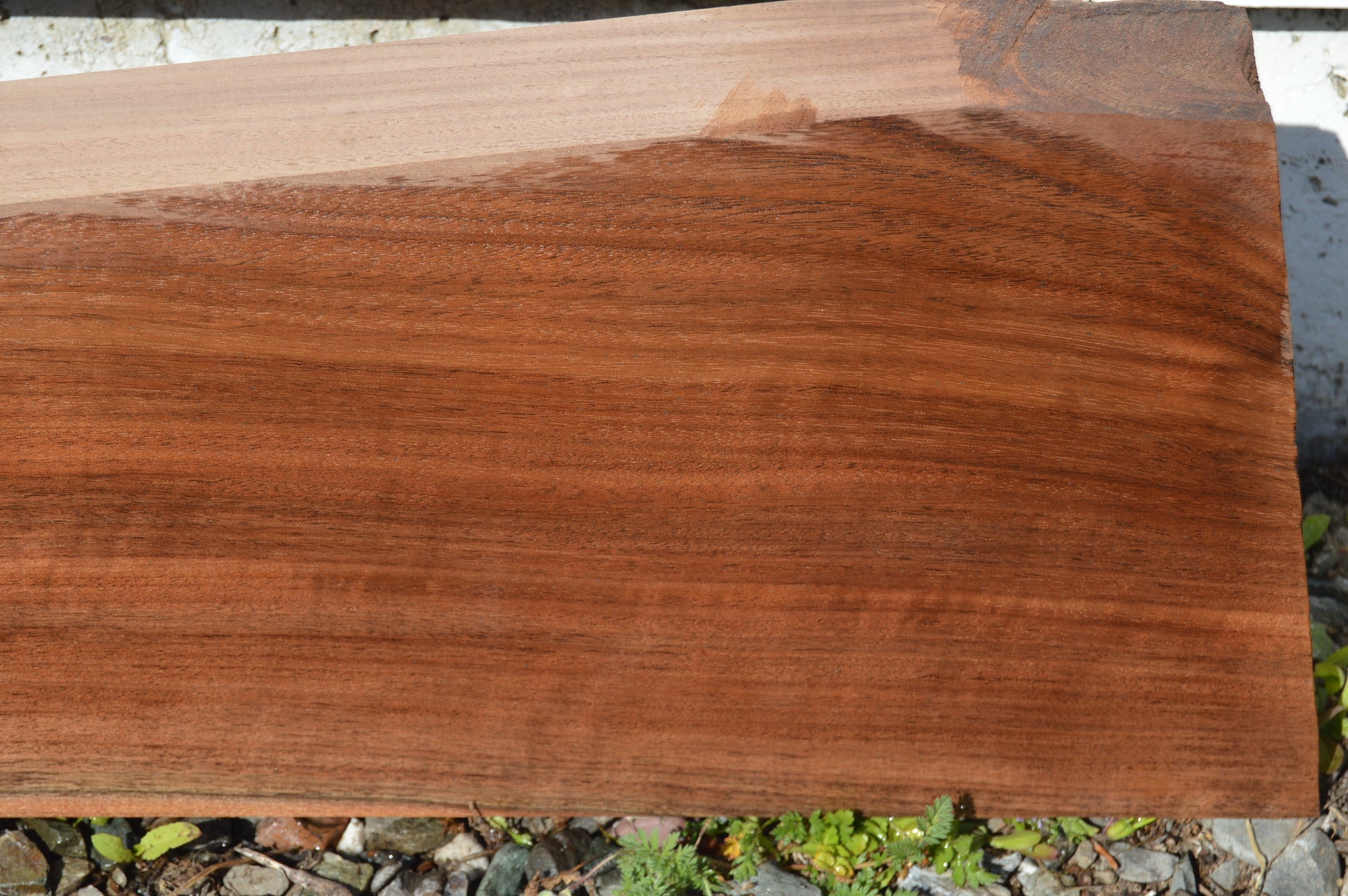 Claro Walnut Gunstock Blank CLAGUN31