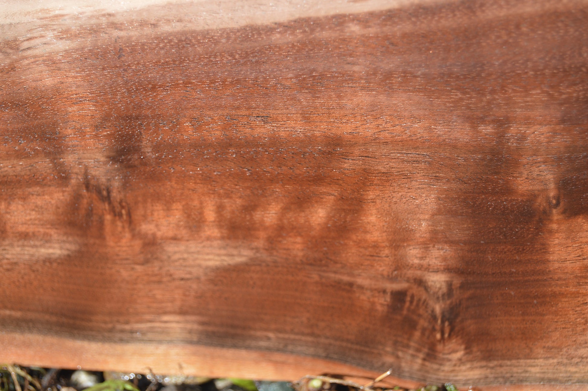 Claro Walnut Gunstock Blank CLAGUN31
