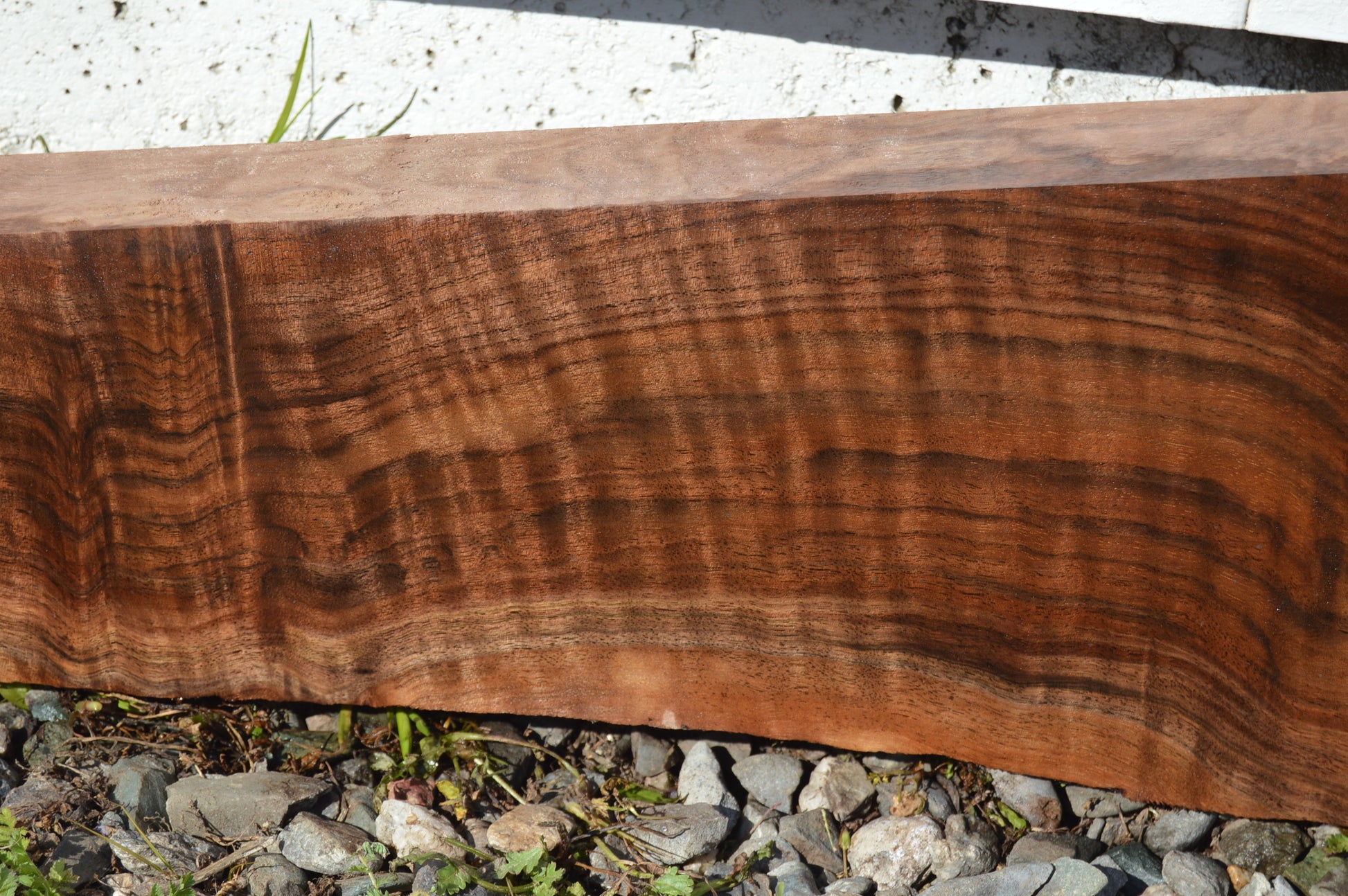Claro Walnut Gunstock Blanks CLAGUN36