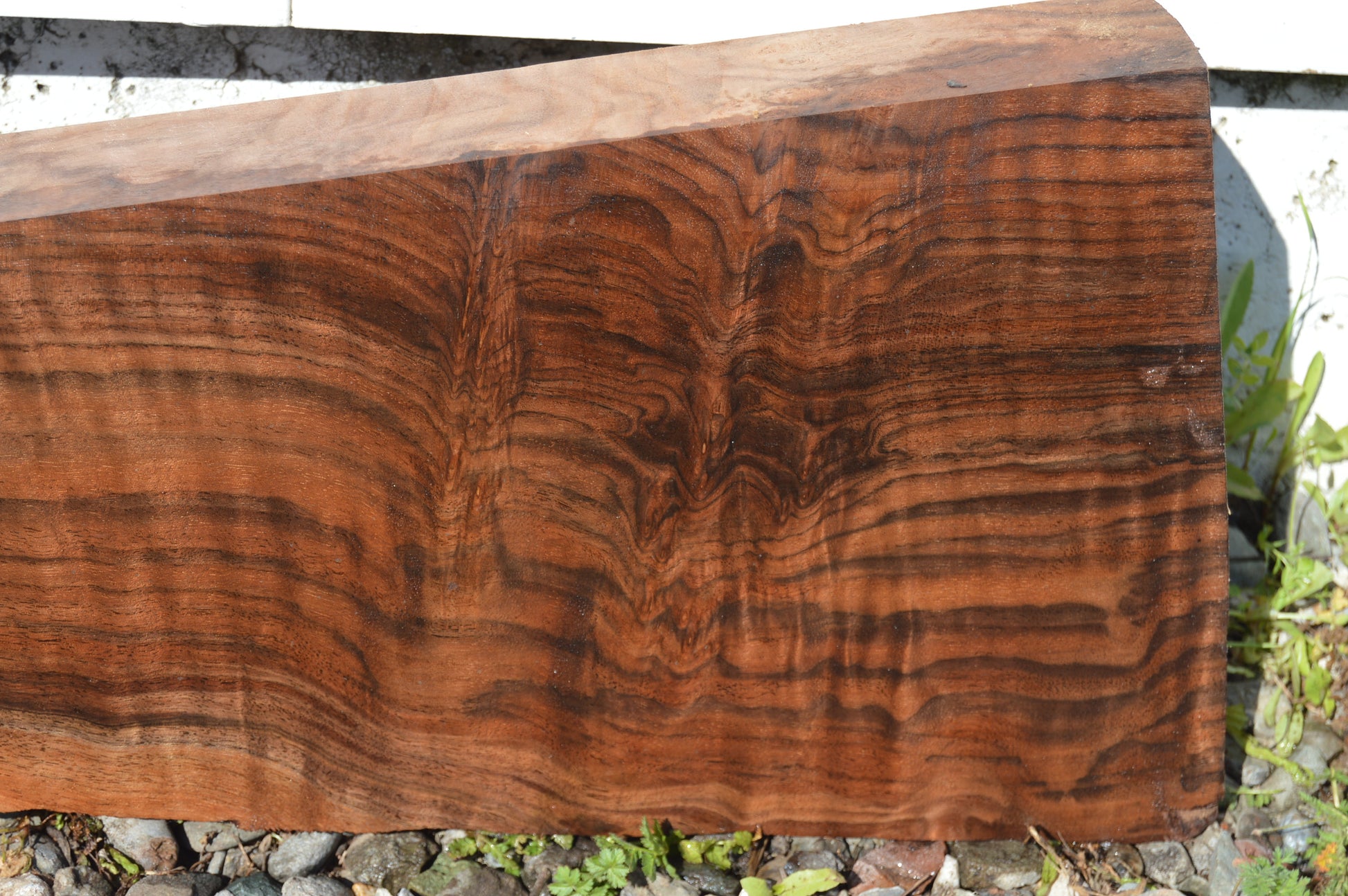 Claro Walnut Gunstock Blanks CLAGUN36