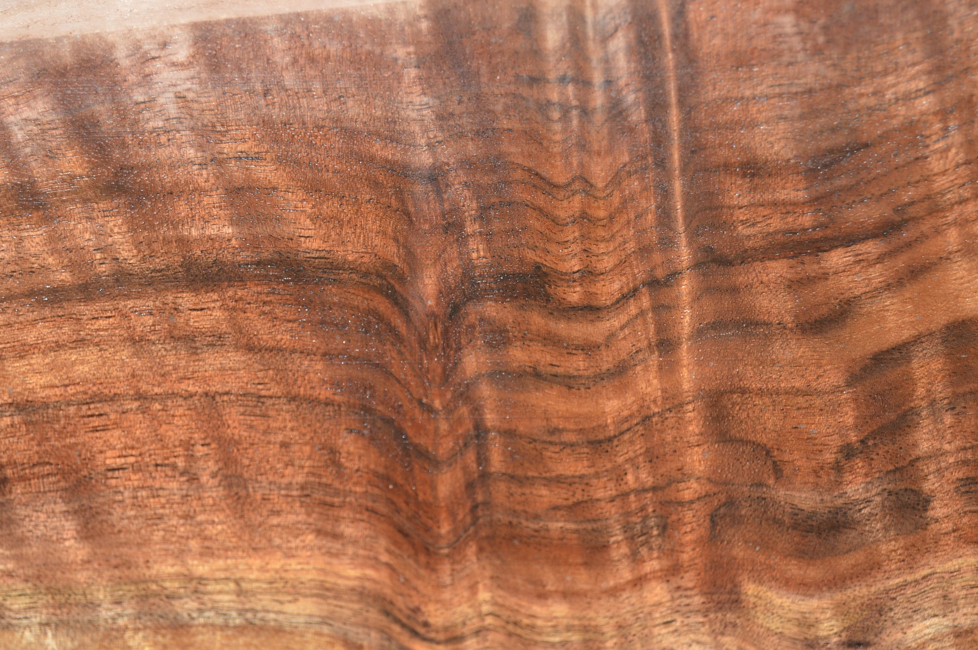 Claro Walnut Gunstock Blanks CLAGUN36