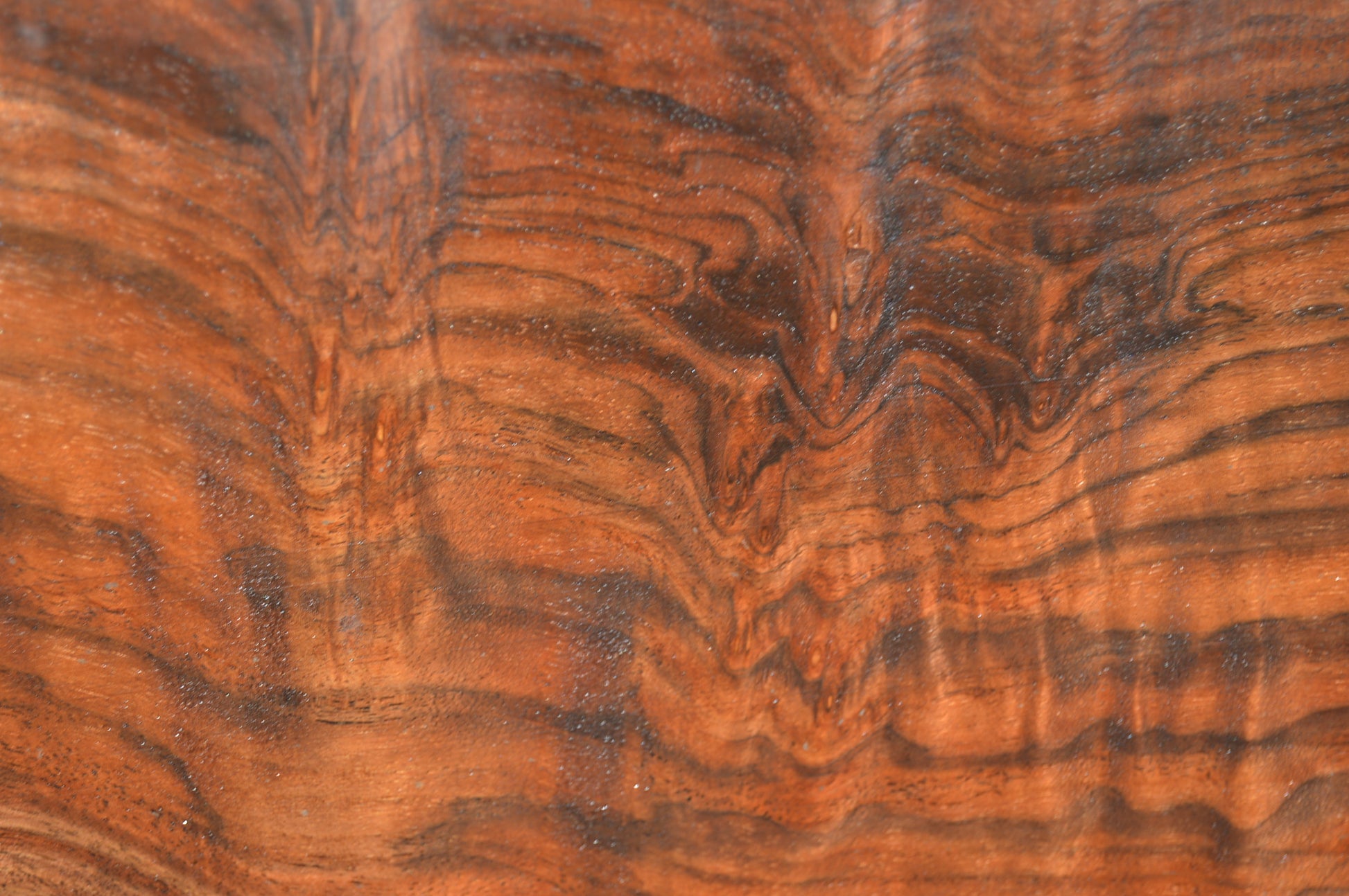 Claro Walnut Gunstock Blanks CLAGUN36