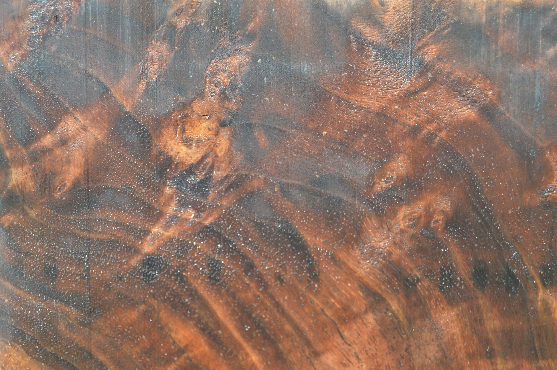 Claro Walnut Specialty Piece WALSPC336