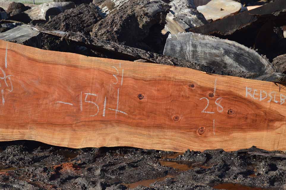 Redwood Slab REDSLB21A