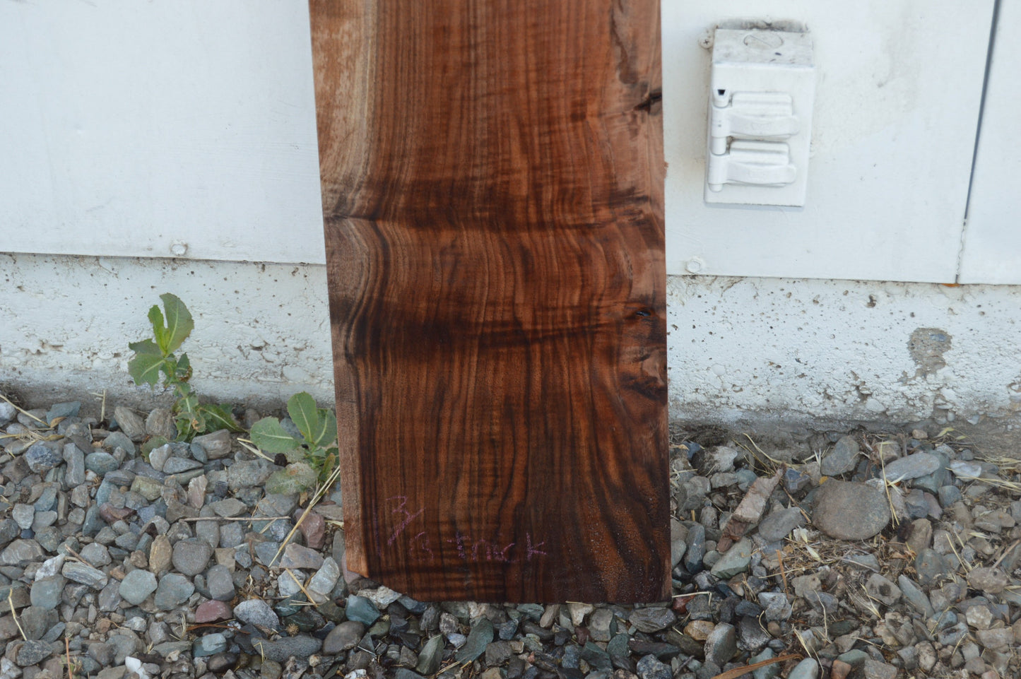 Claro Walnut Tonewood WALTON51