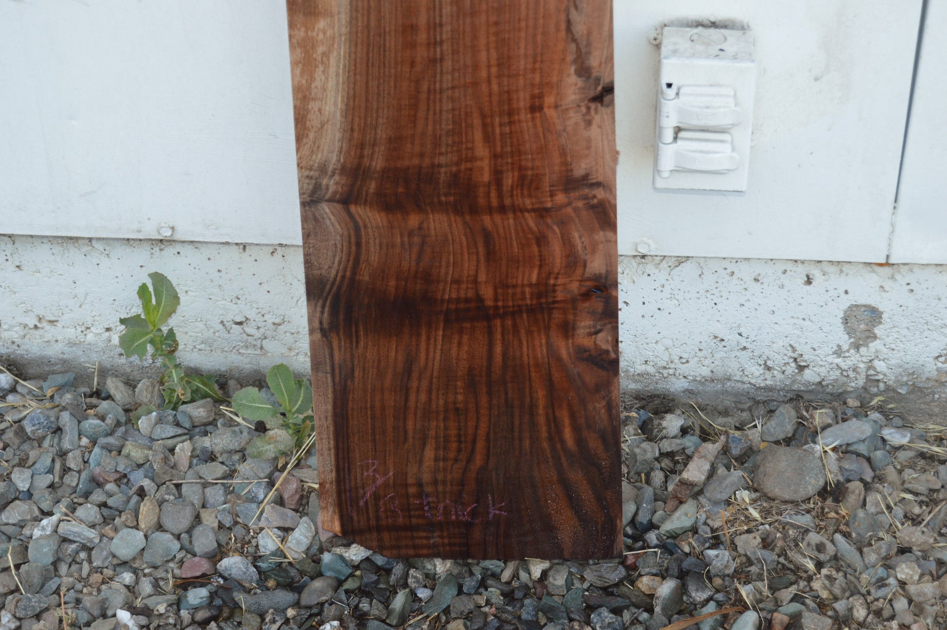 Claro Walnut Tonewood WALTON51