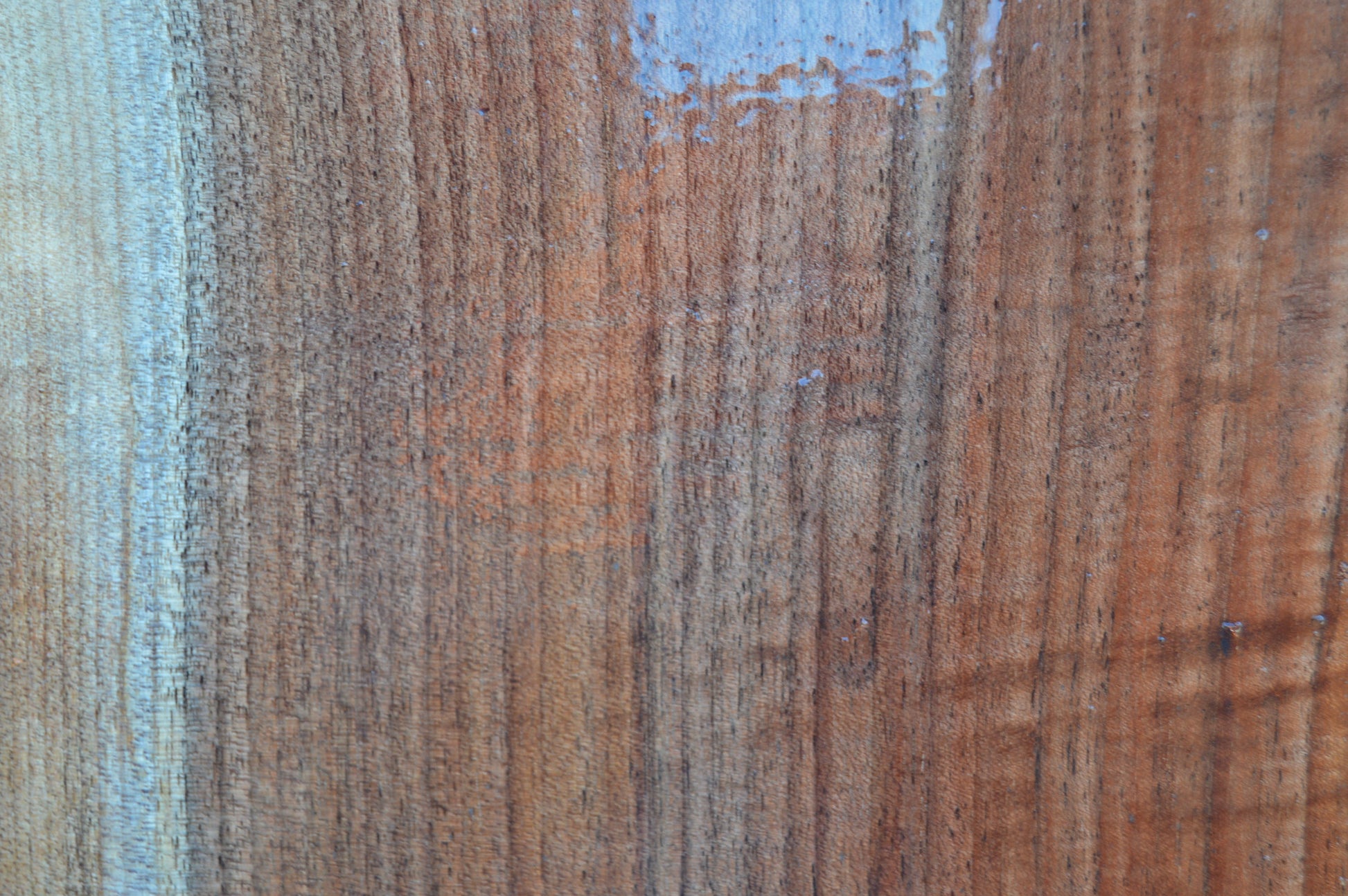 Claro Walnut Tonewood WALTON51