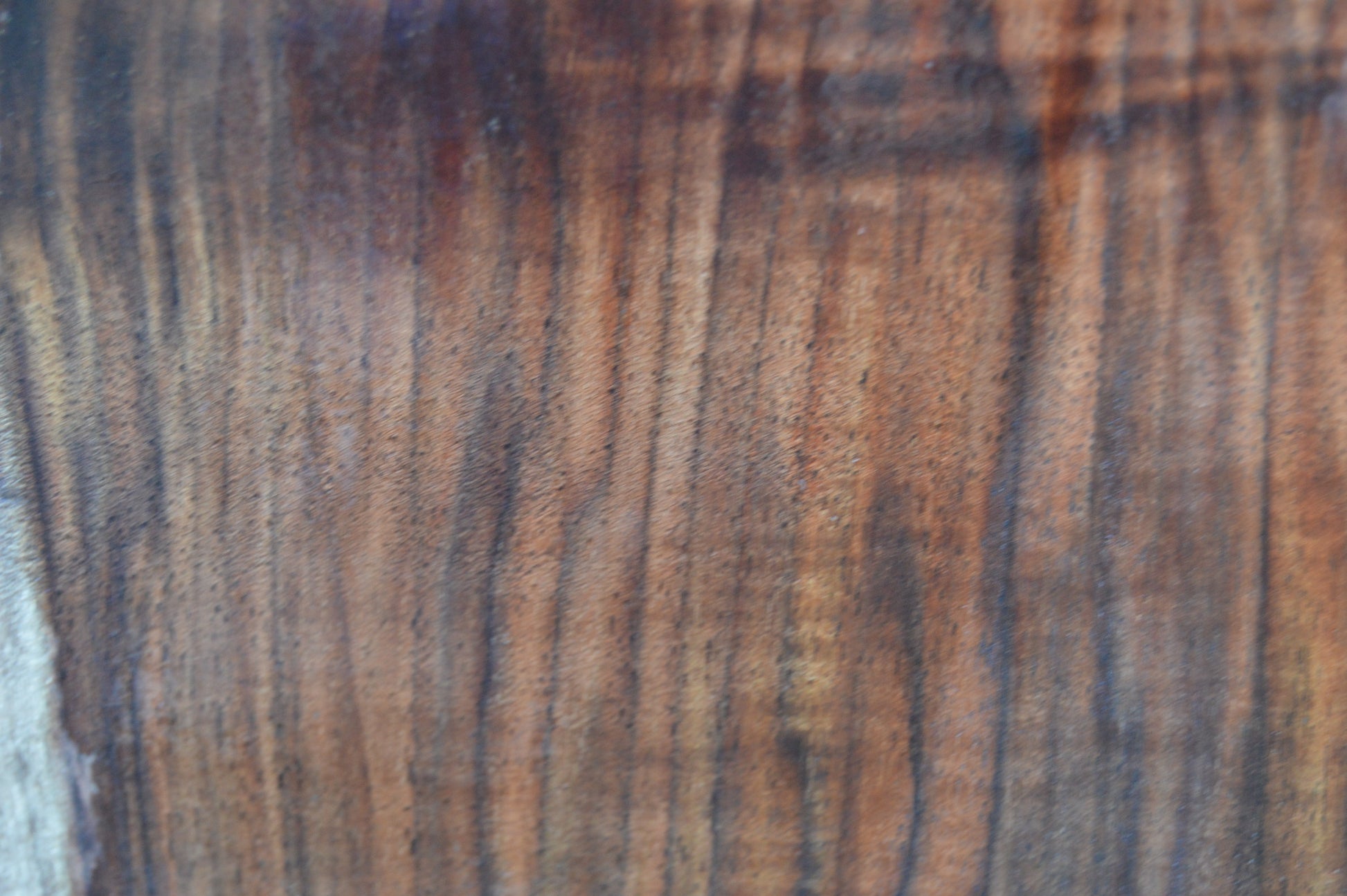 Claro Walnut Tonewood WALTON51