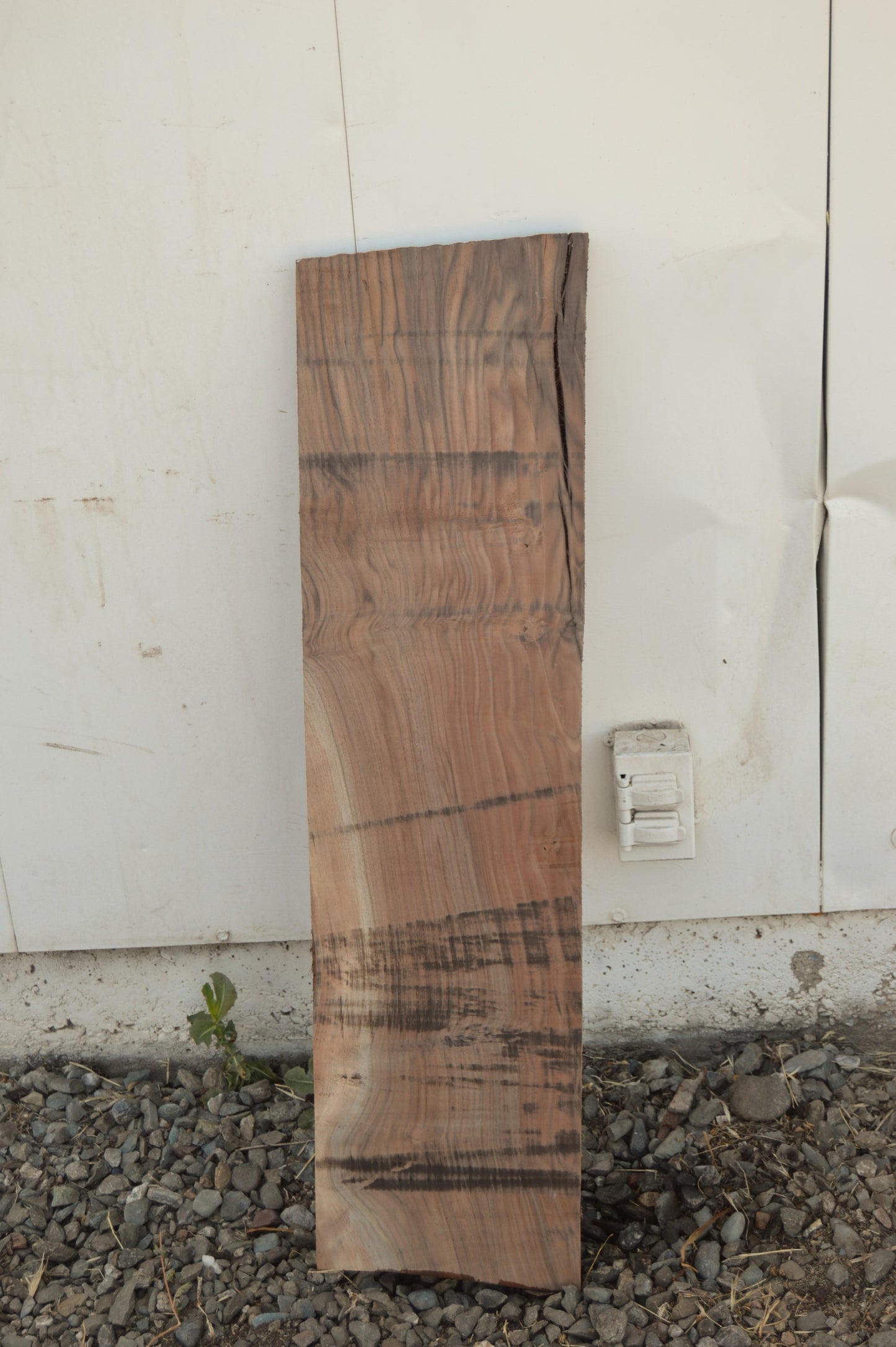 Claro Walnut Tonewood WALTON52