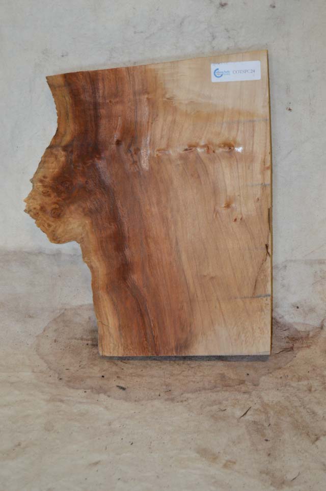 Cottonwood Board COTSPC24