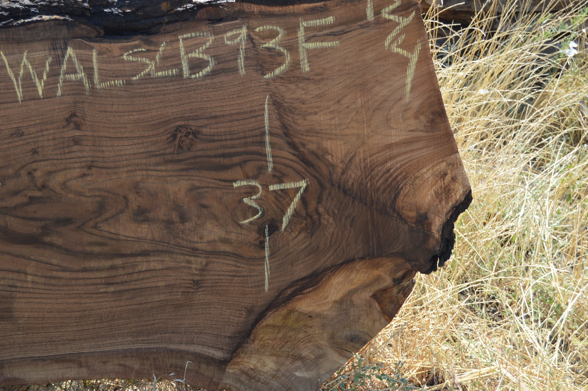 Walnut Slab WALSLB93F